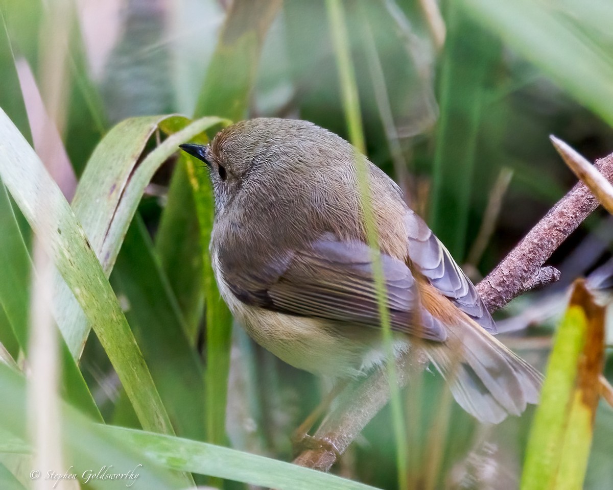 Brown Thornbill - ML638213453