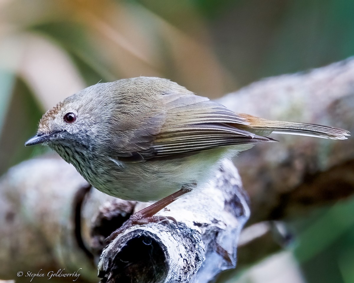 Brown Thornbill - ML638213454