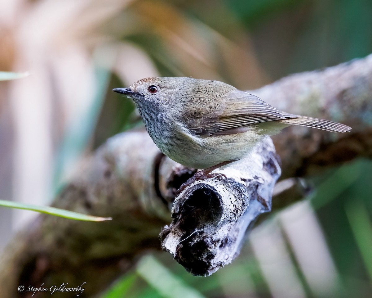 Brown Thornbill - ML638213456