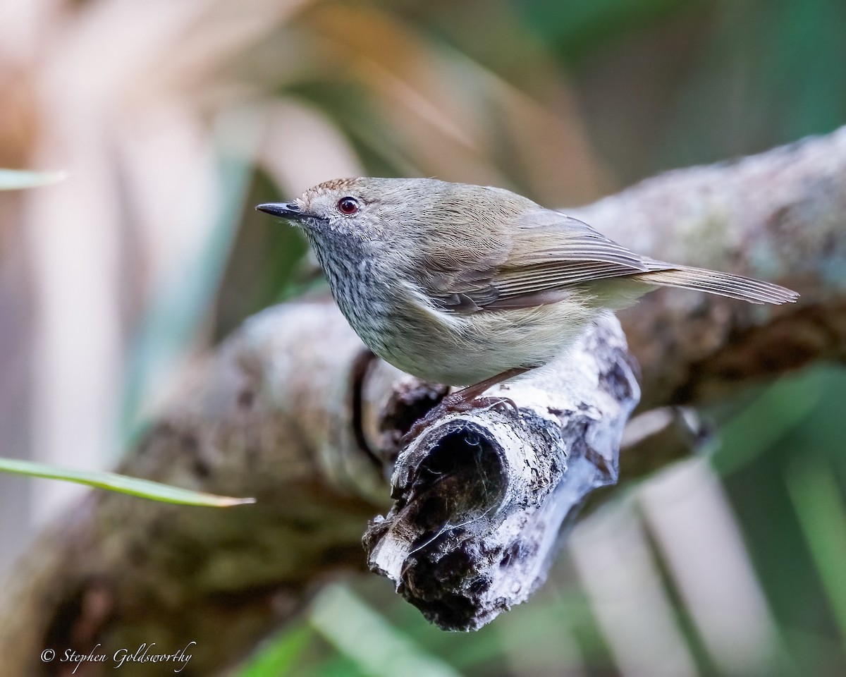 Brown Thornbill - ML638213457