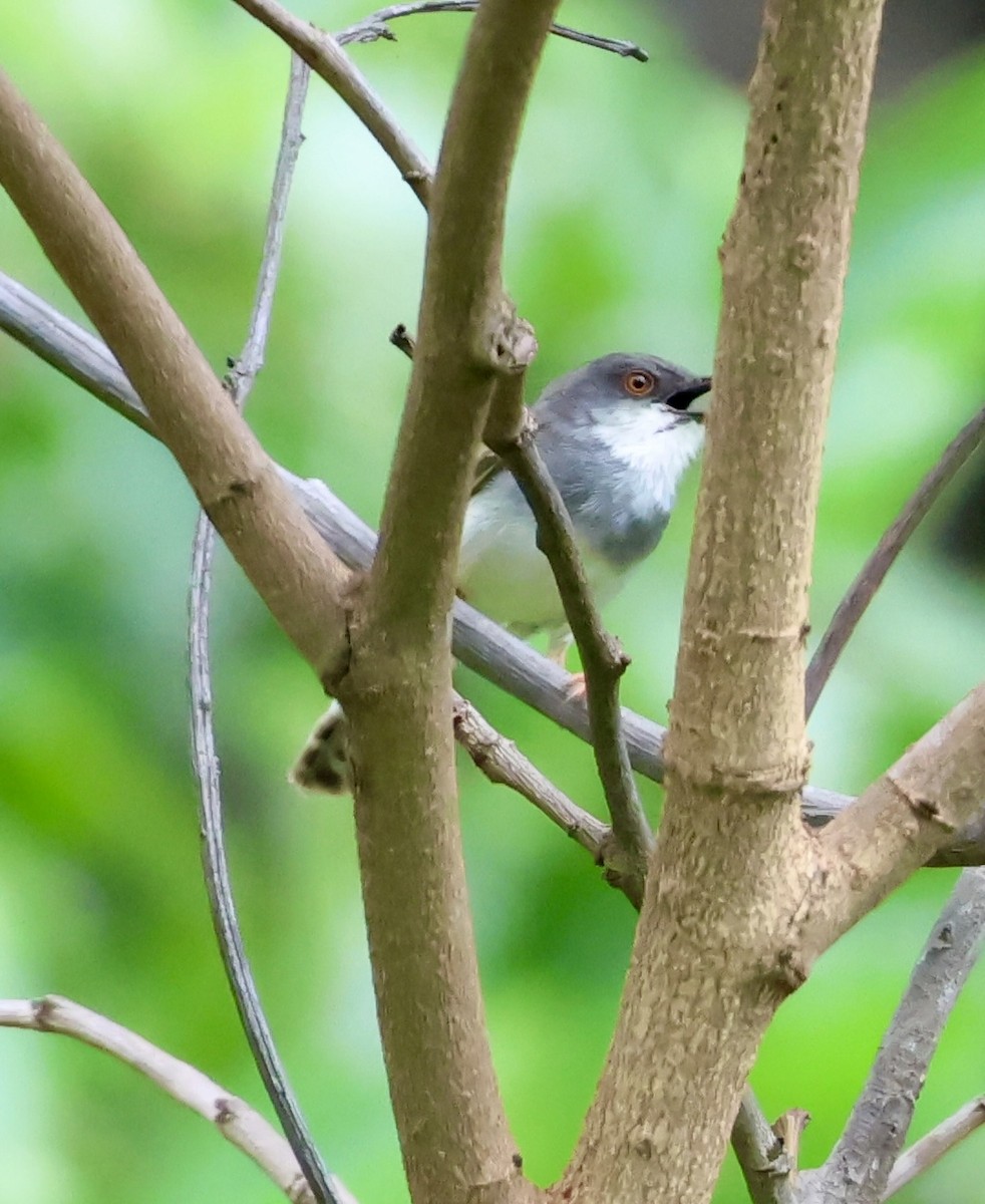 Gray-breasted Prinia - ML638213470