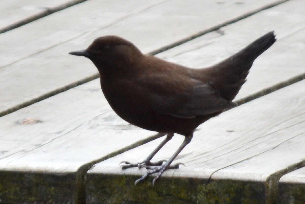 Brown Dipper - ML638213485