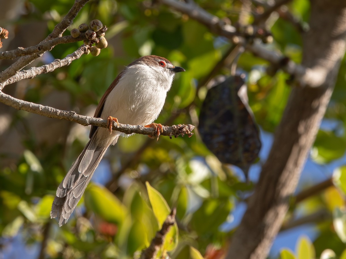Yellow-eyed Babbler - ML638213488
