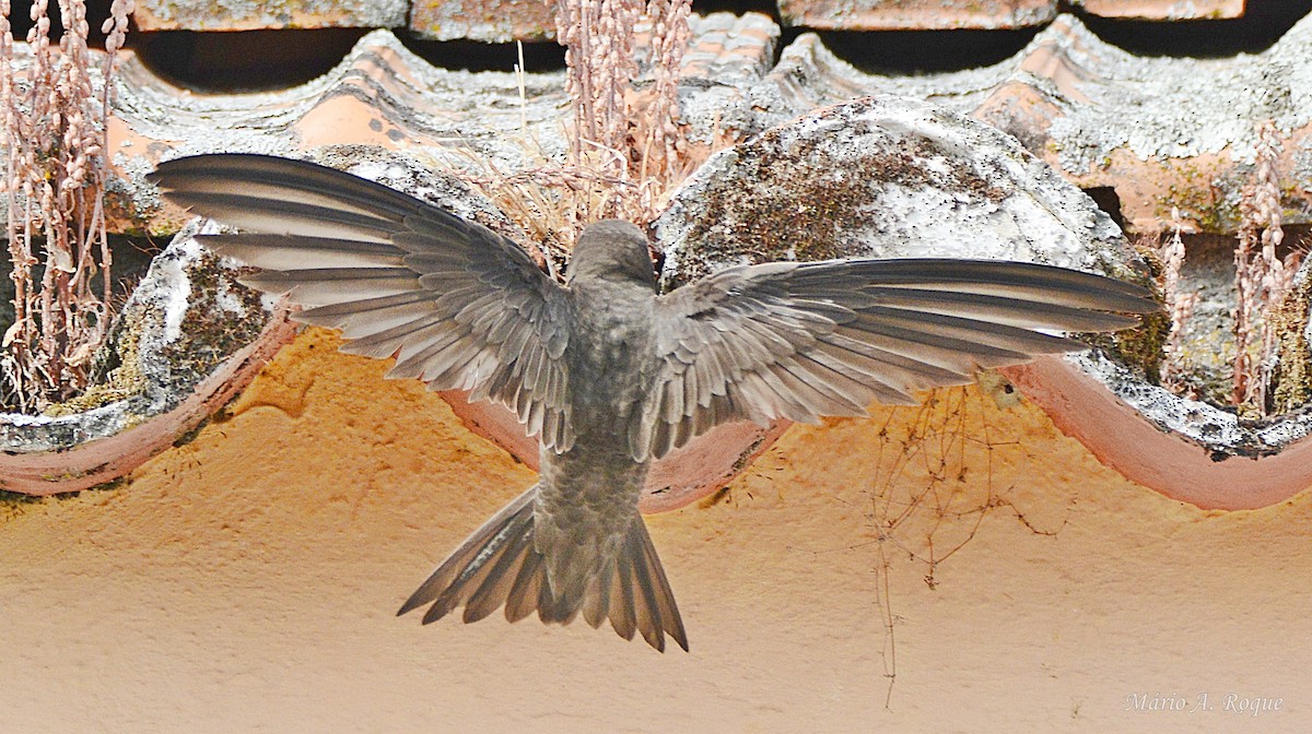 Pallid Swift - ML638213494