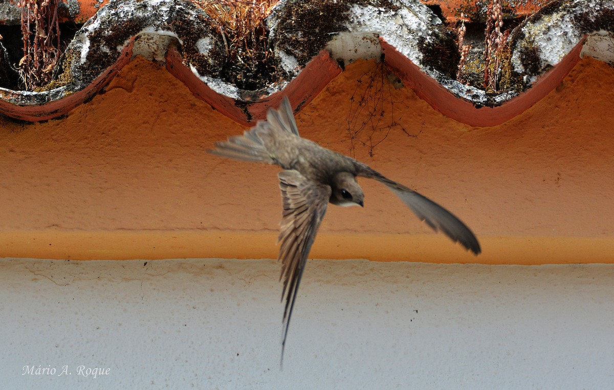 Pallid Swift - ML638213497