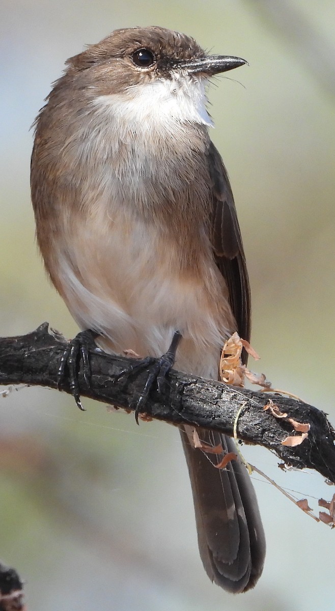 Swamp Flycatcher - ML638213508