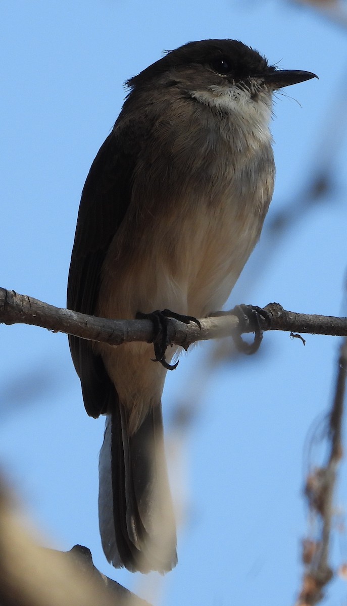 Swamp Flycatcher - ML638213509