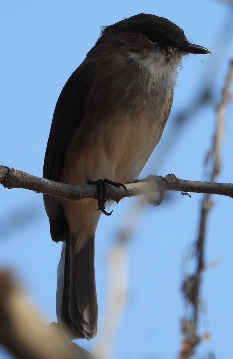 Swamp Flycatcher - ML638213510