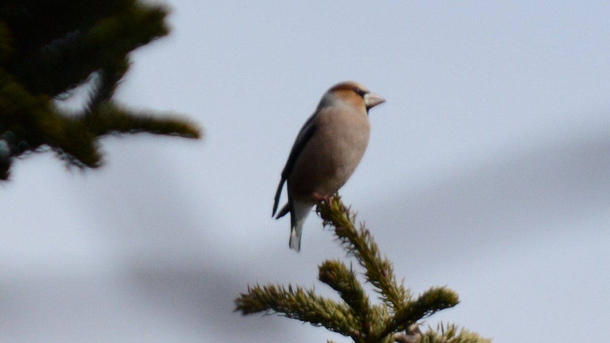 Hawfinch - ML638213512
