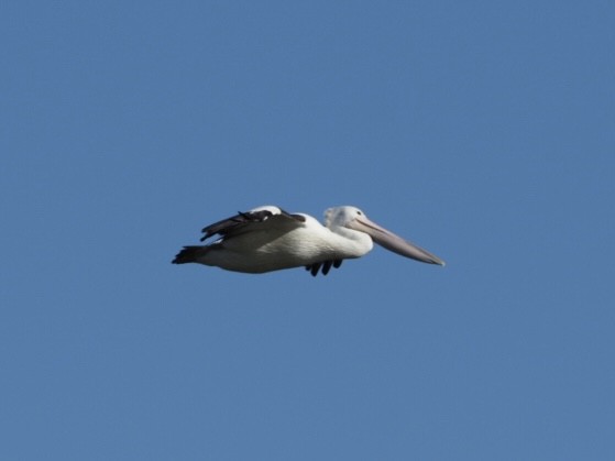 Australian Pelican - ML638213520
