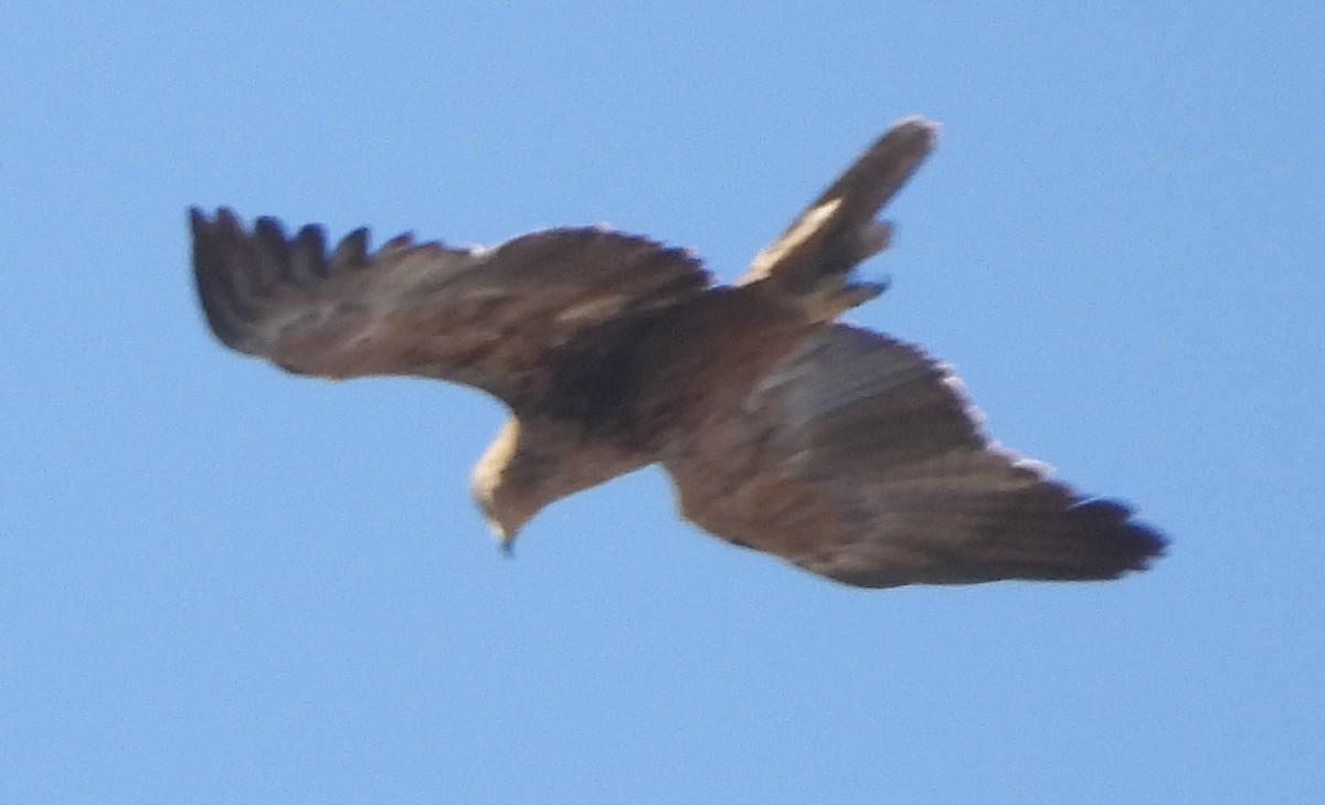 Tawny Eagle - ML638213521