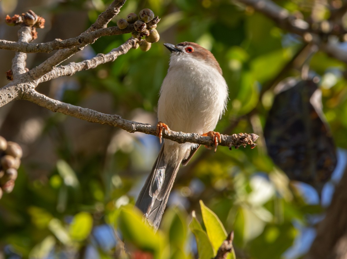 Yellow-eyed Babbler - ML638213524