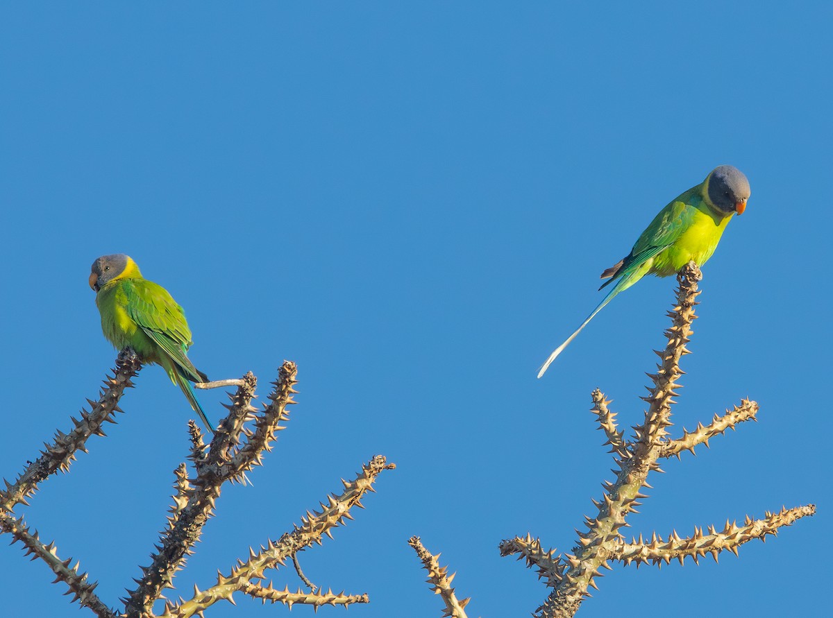 Plum-headed Parakeet - ML638213526