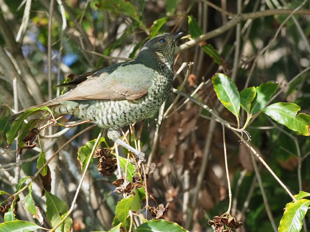Satin Bowerbird - ML638213531