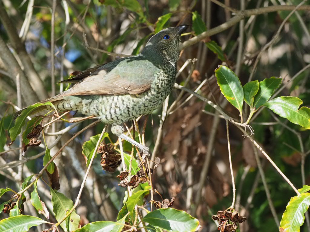 Satin Bowerbird - ML638213533