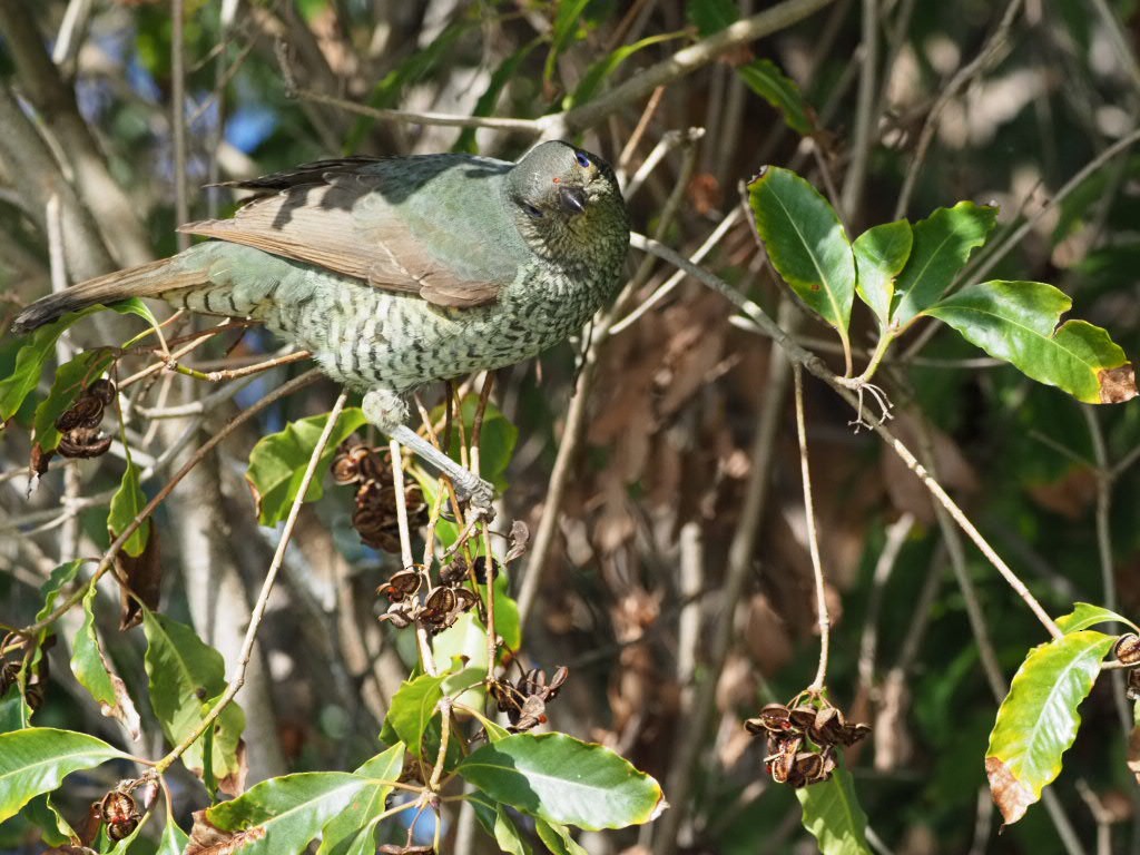 Satin Bowerbird - ML638213534