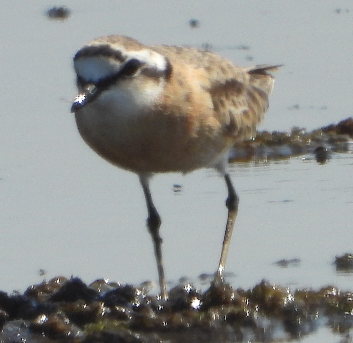 Kittlitz's Plover - ML638213547