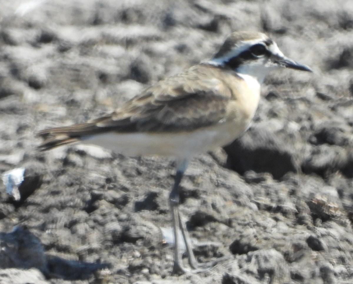 Kittlitz's Plover - ML638213549