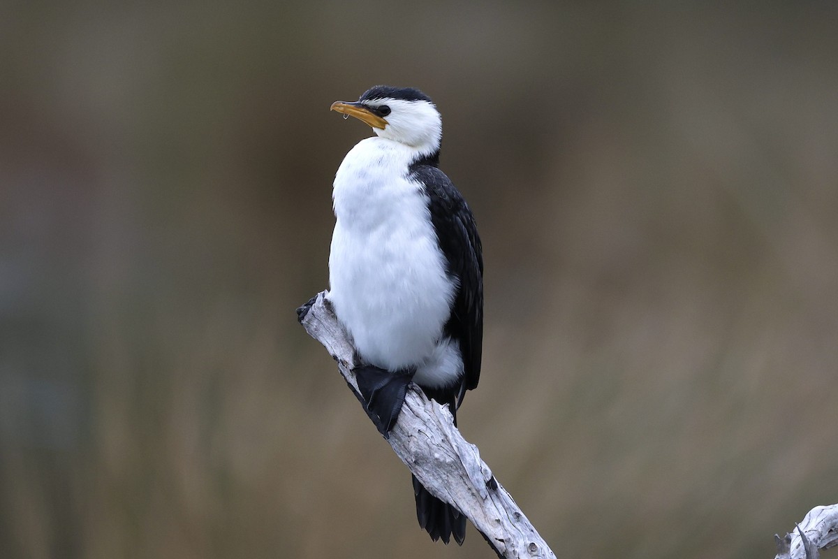 Little Pied Cormorant - ML638213561