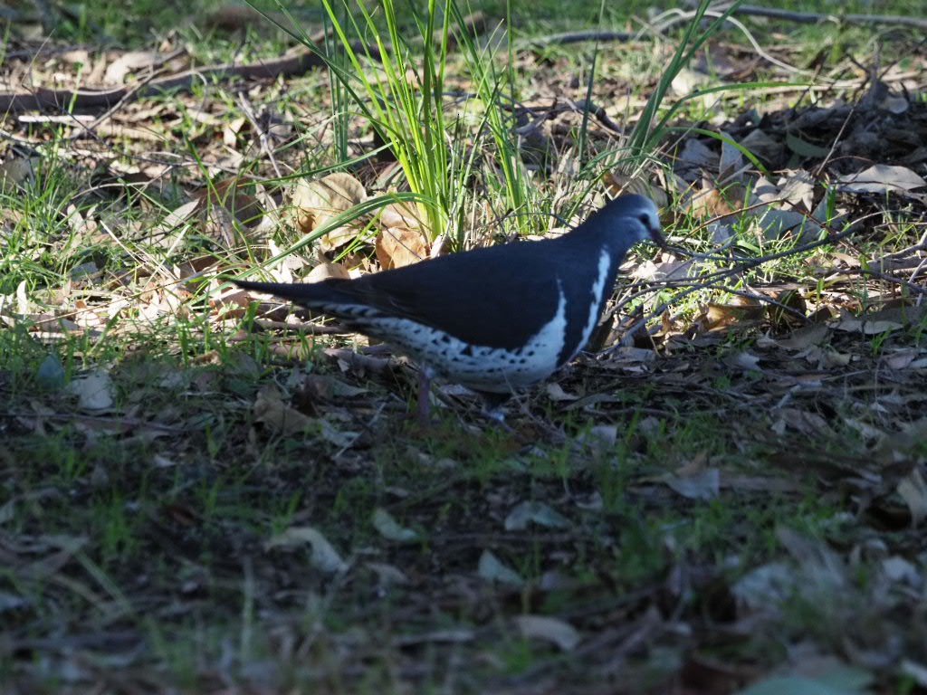Wonga Pigeon - ML638213576