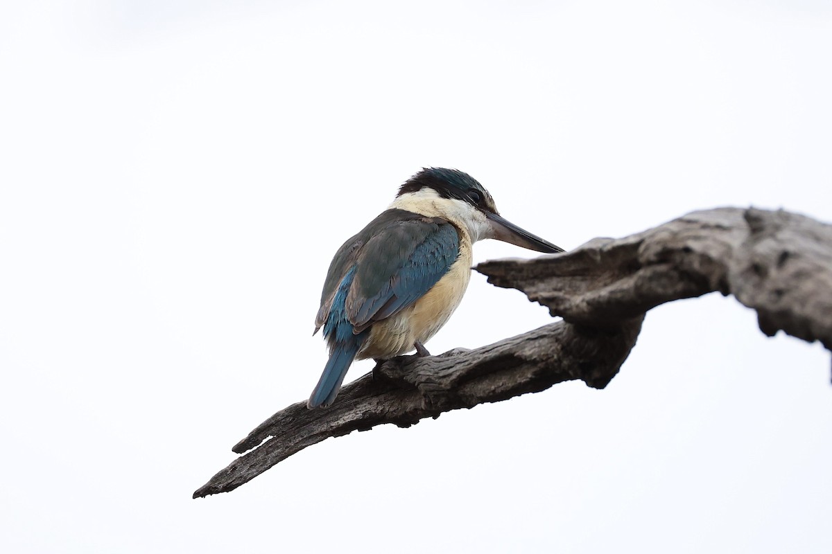 Sacred Kingfisher - ML638213581