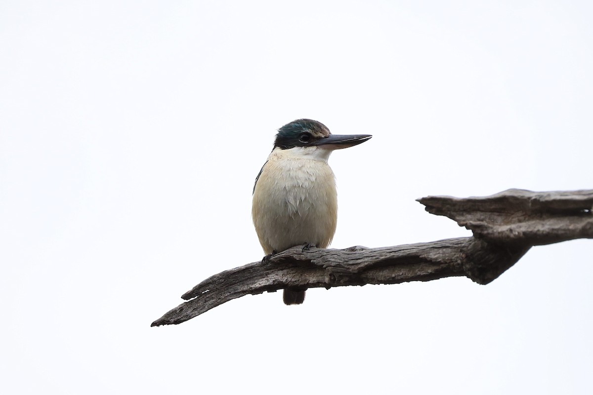 Sacred Kingfisher - ML638213582