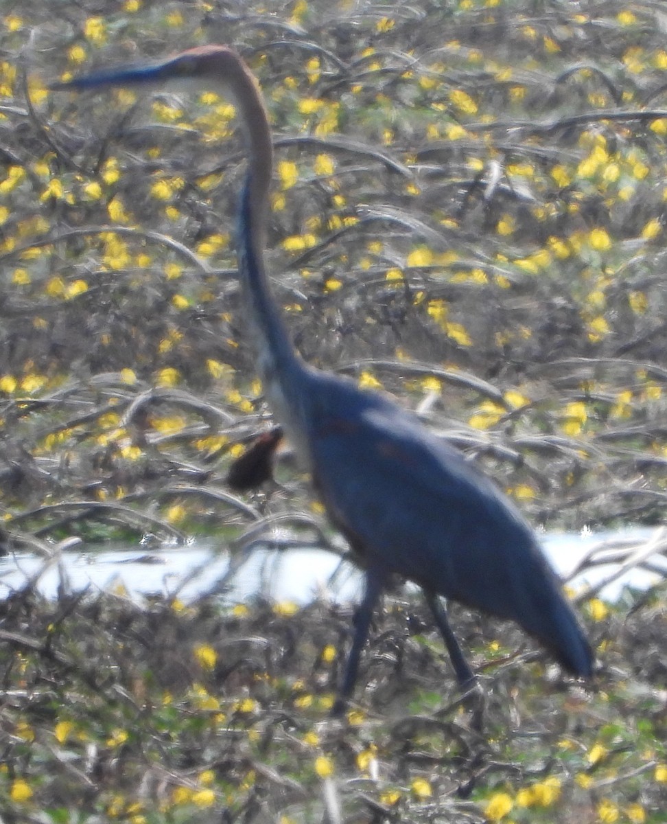 Goliath Heron - ML638213583