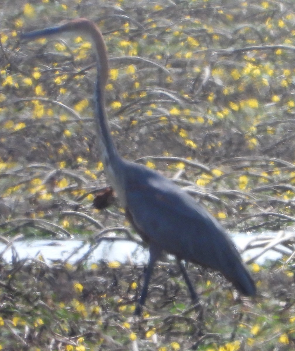 Goliath Heron - ML638213584