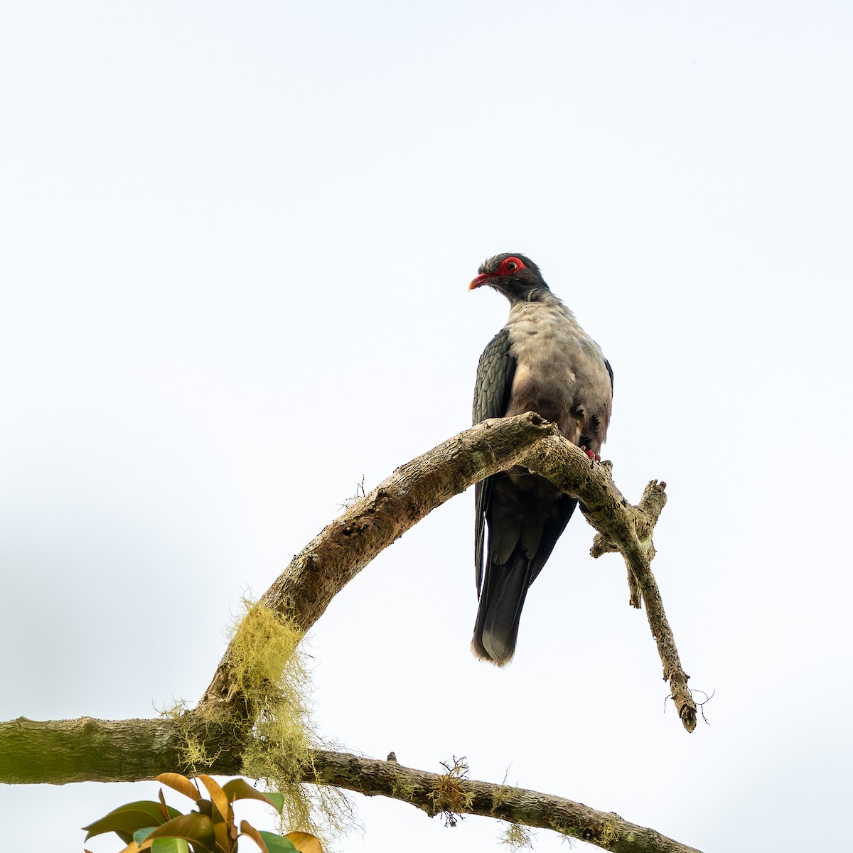 Papuan Mountain-Pigeon - ML638213585