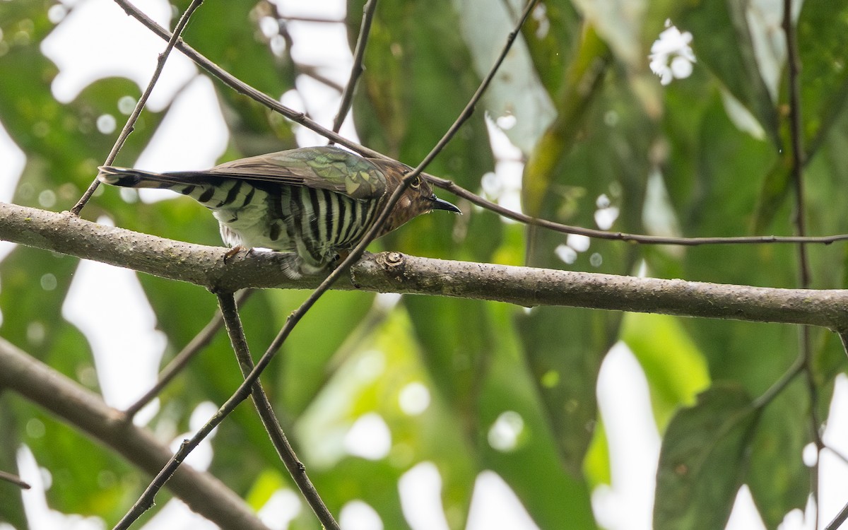 Rufous-throated Bronze-Cuckoo - ML638213591