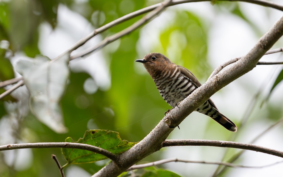 Rufous-throated Bronze-Cuckoo - ML638213592