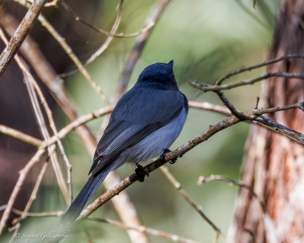 Leaden Flycatcher - ML638213593