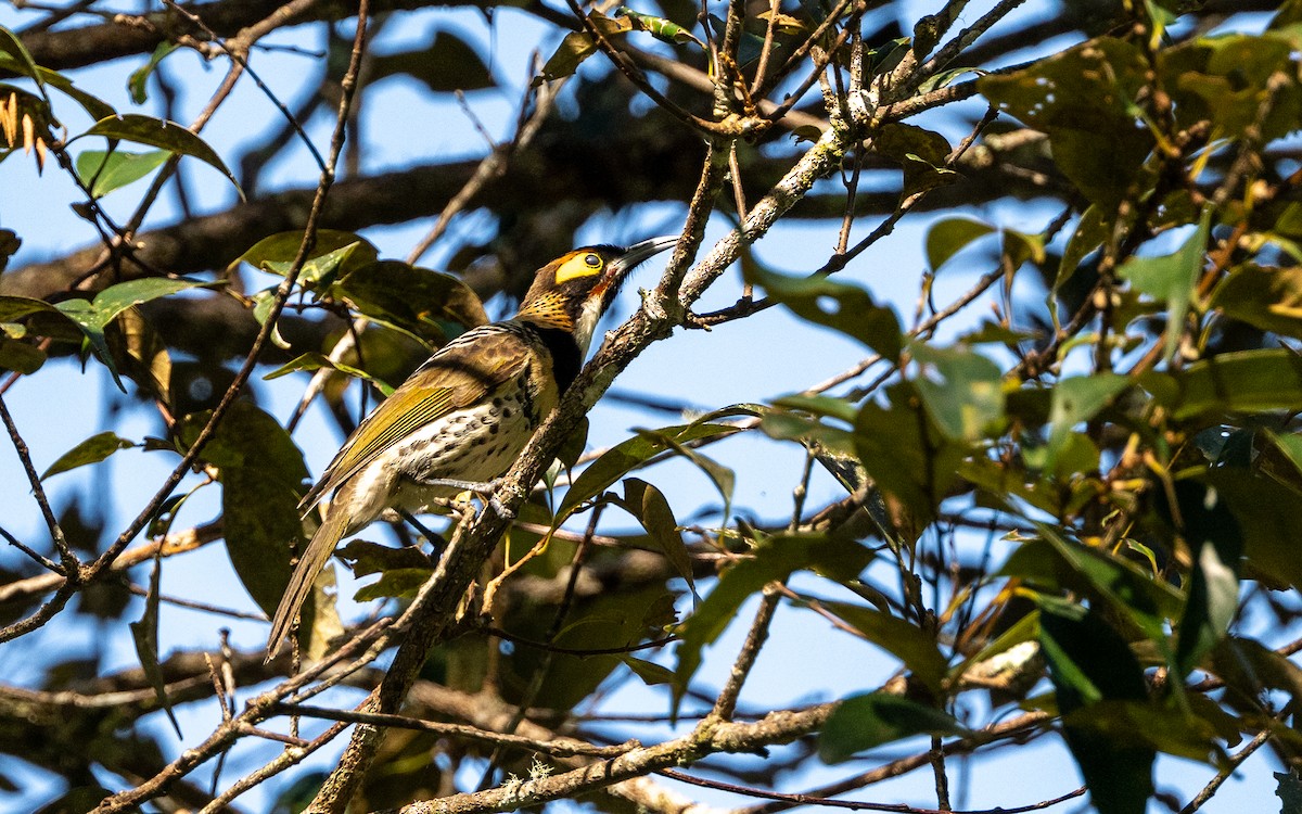 Ornate Melidectes - ML638213595