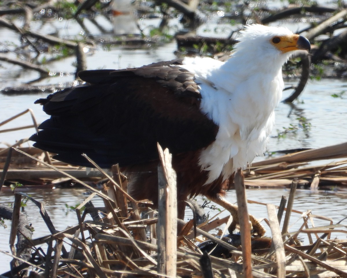 African Fish-Eagle - ML638213596