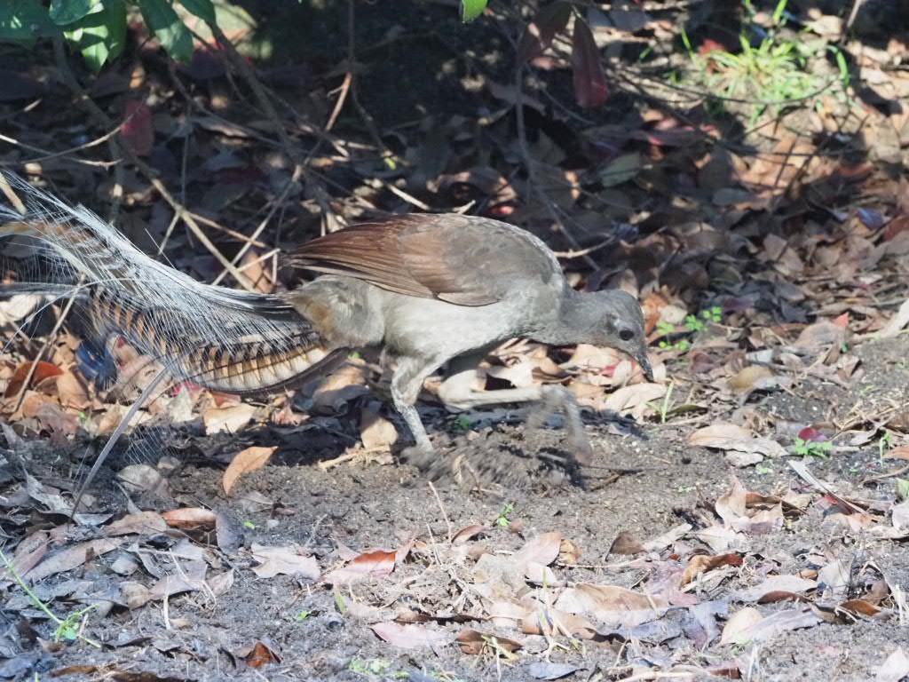 Superb Lyrebird - ML638213597