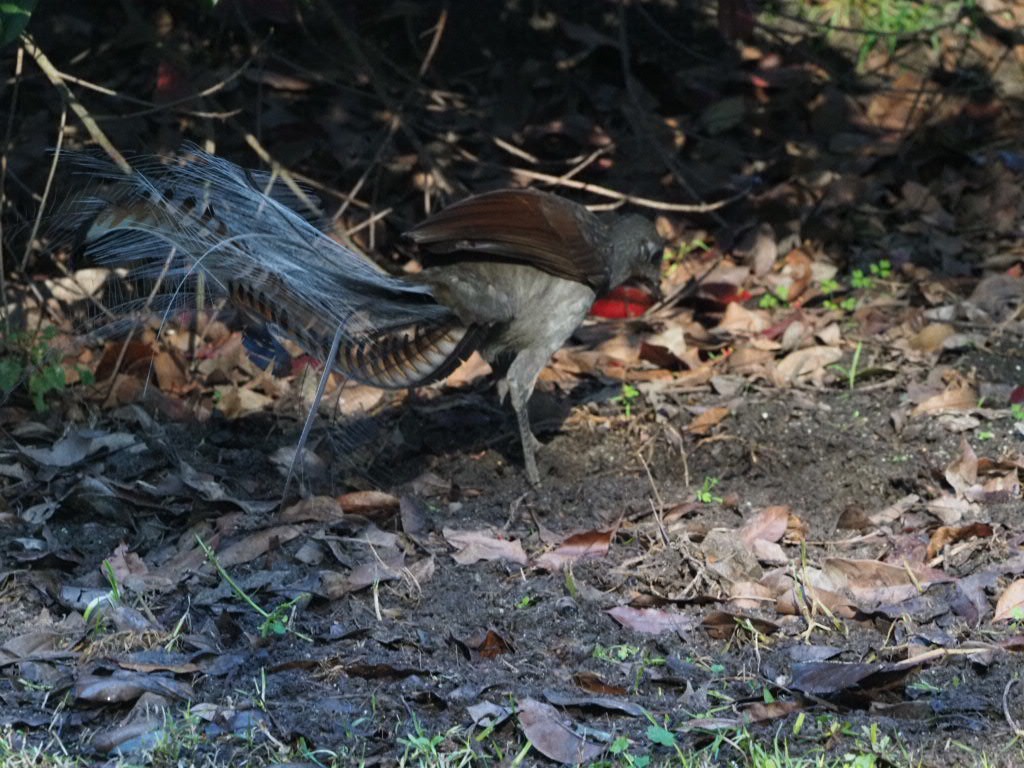 Superb Lyrebird - ML638213598