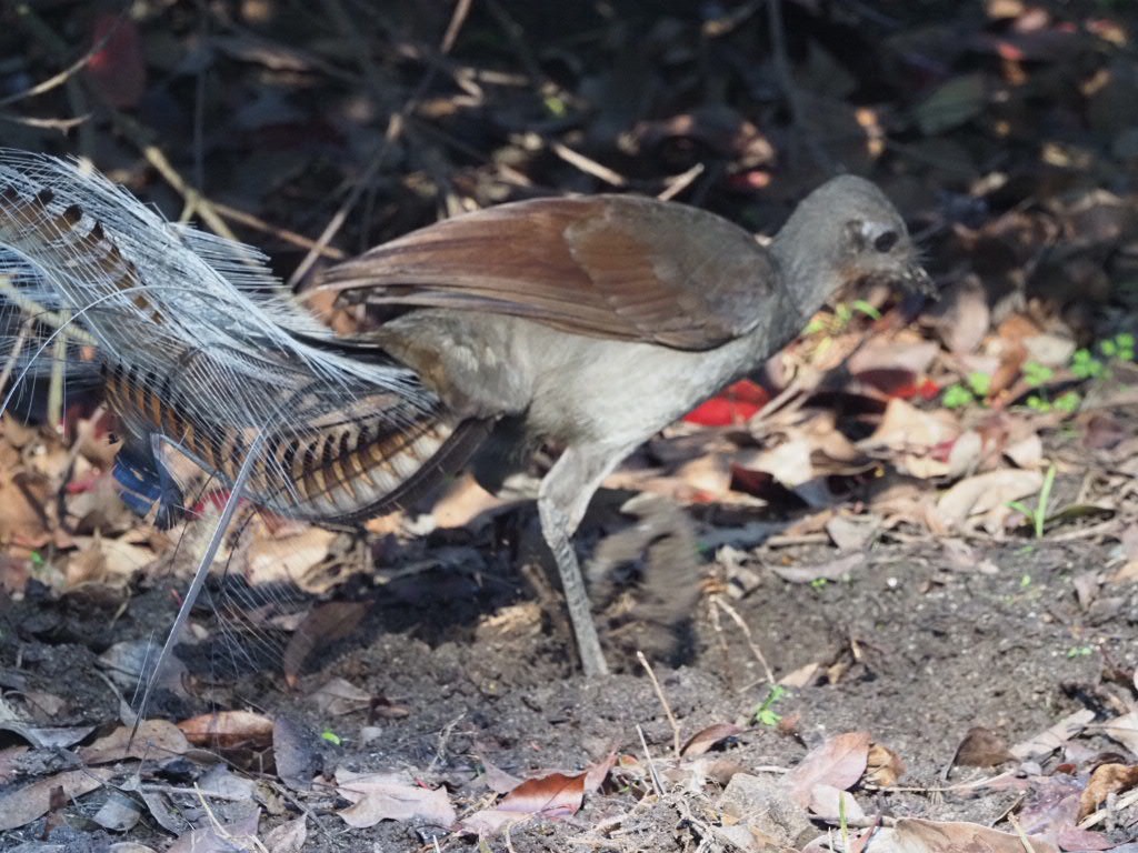 Superb Lyrebird - ML638213600