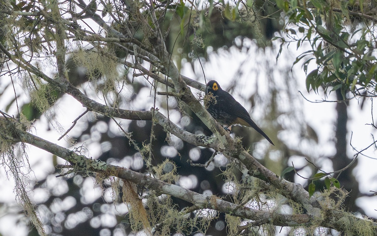 Arfak Honeyeater - ML638213601