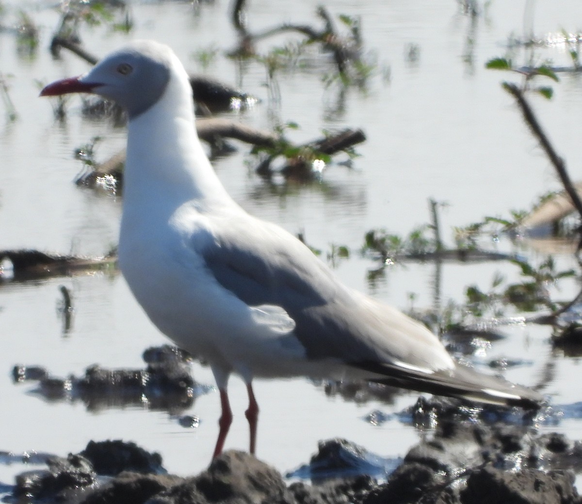 Gray-hooded Gull - ML638213602