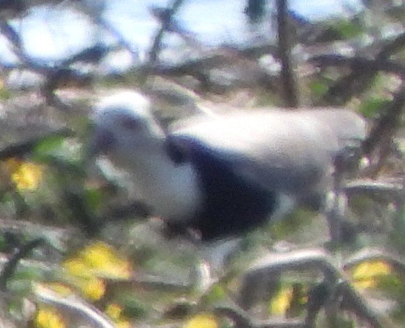Long-toed Lapwing - ML638213609
