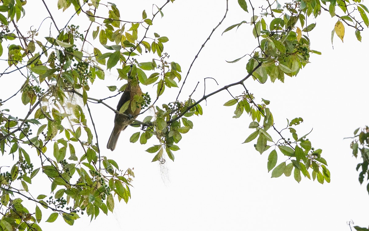 Arafura Shrikethrush - ML638213611