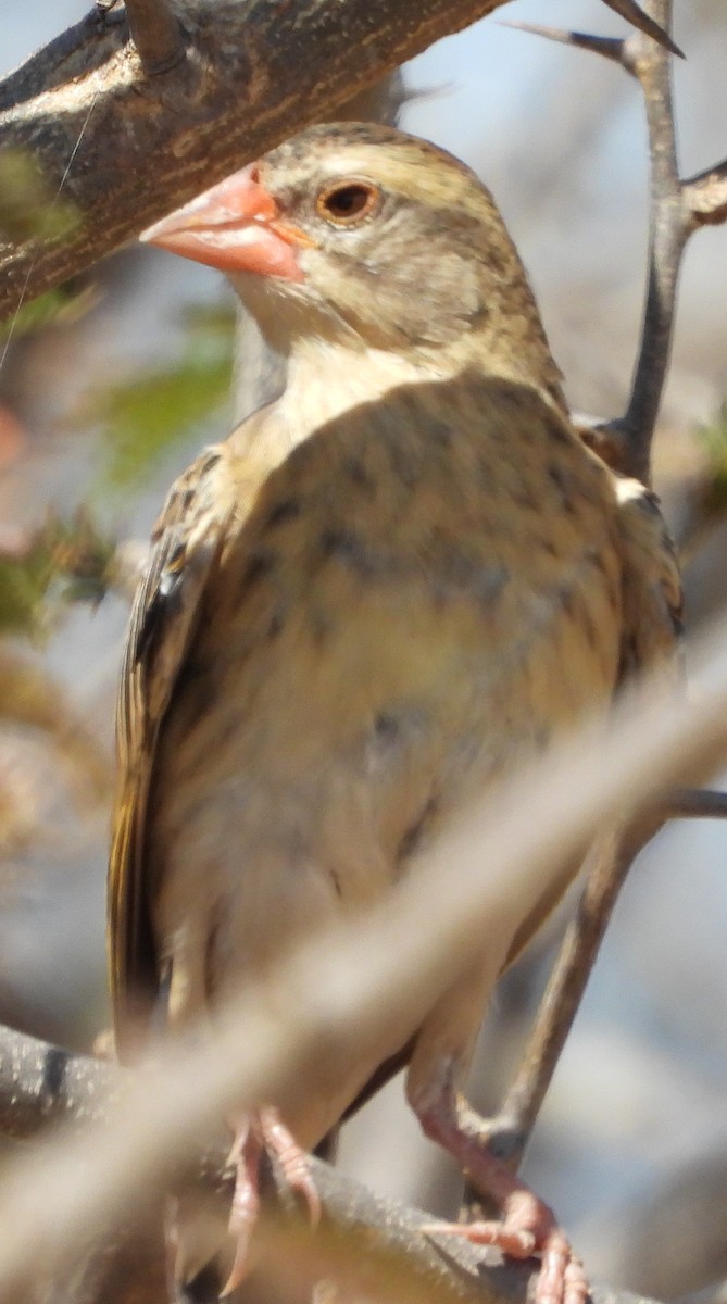Red-billed Quelea - ML638213614