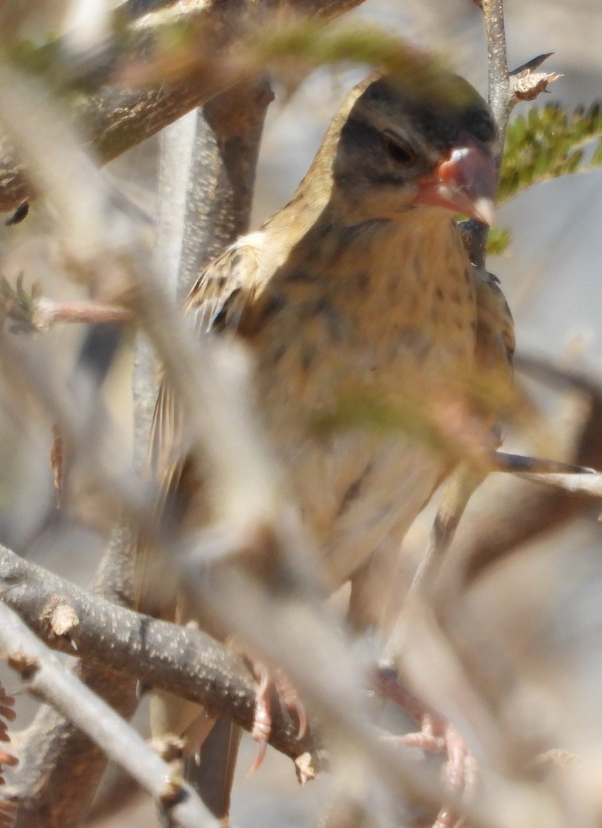 Red-billed Quelea - ML638213615
