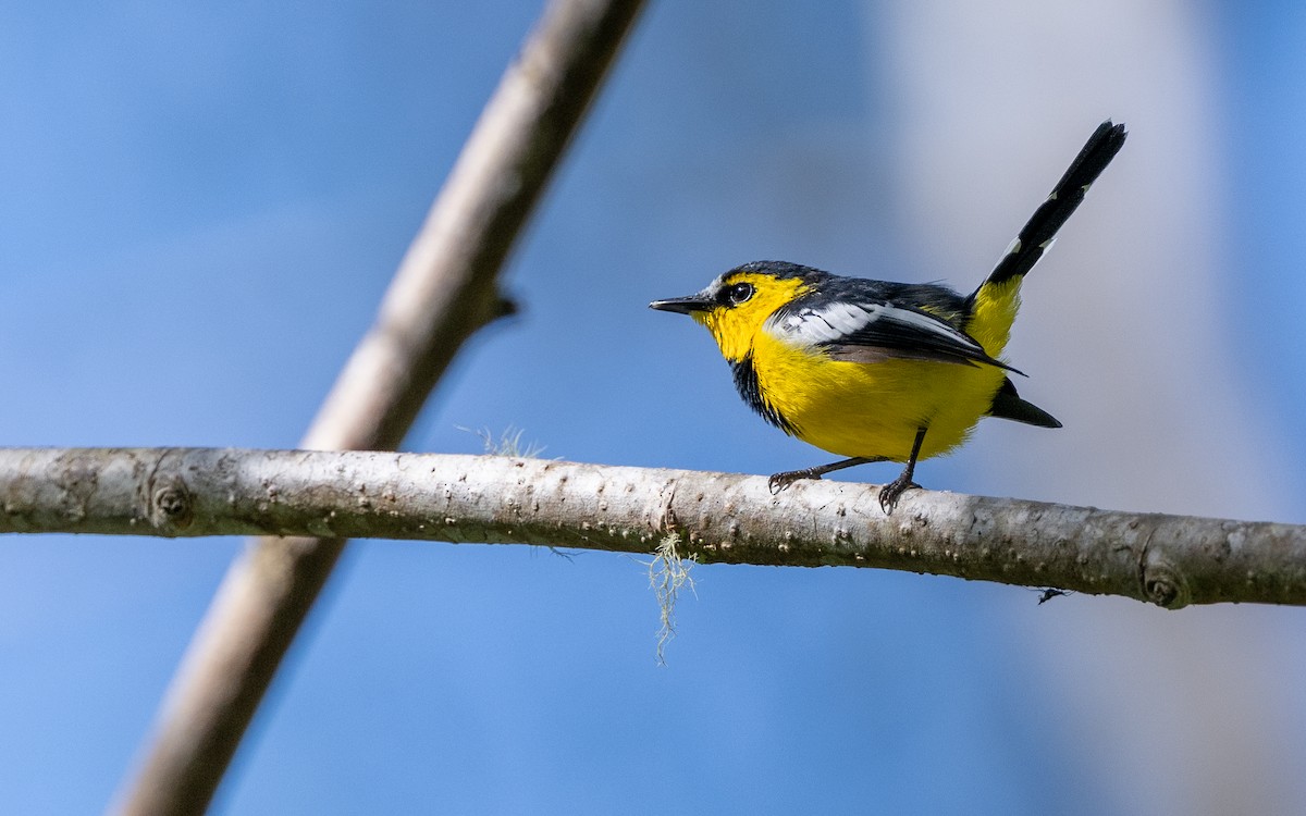 Black-breasted Boatbill - ML638213617