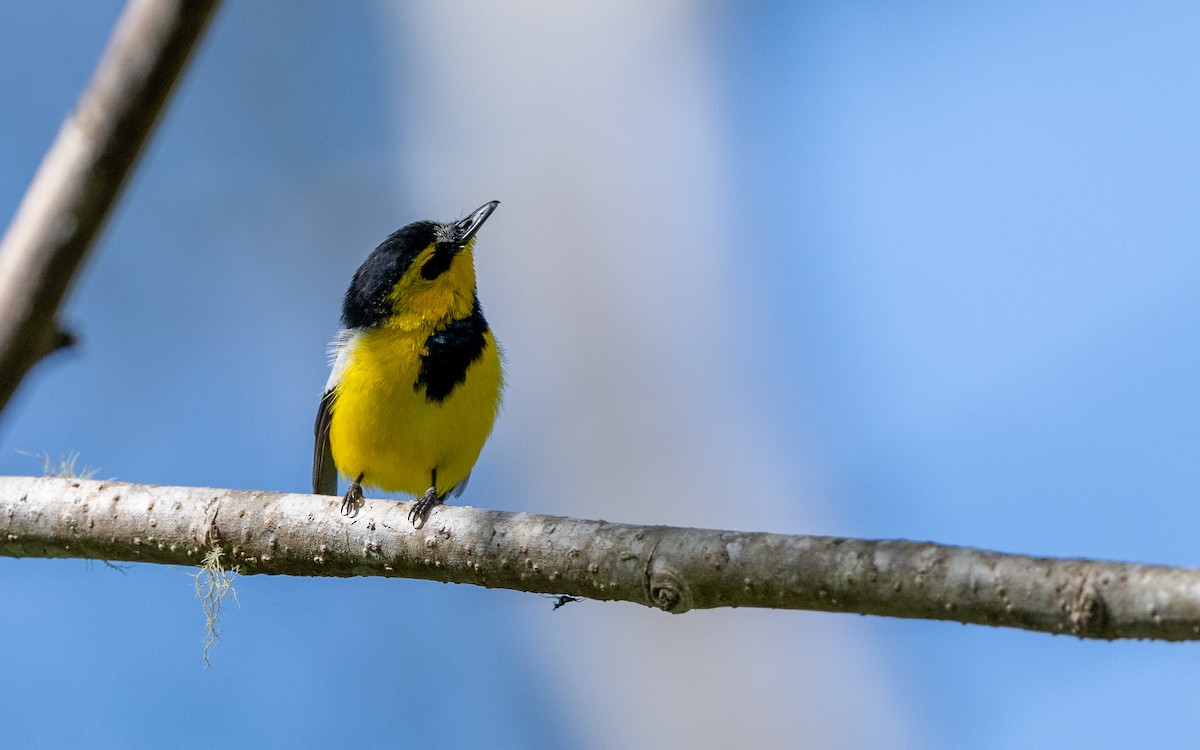 Black-breasted Boatbill - ML638213618