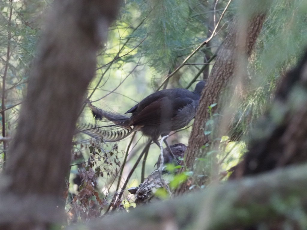 Superb Lyrebird - ML638213619