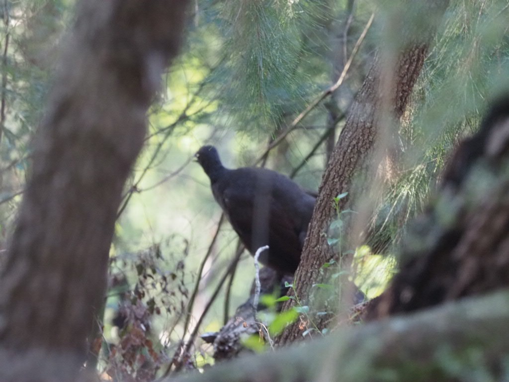 Superb Lyrebird - ML638213620