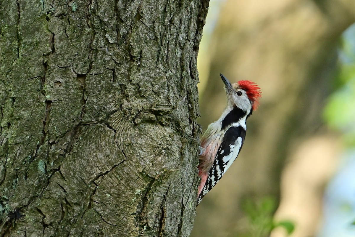 Middle Spotted Woodpecker - ML638213621