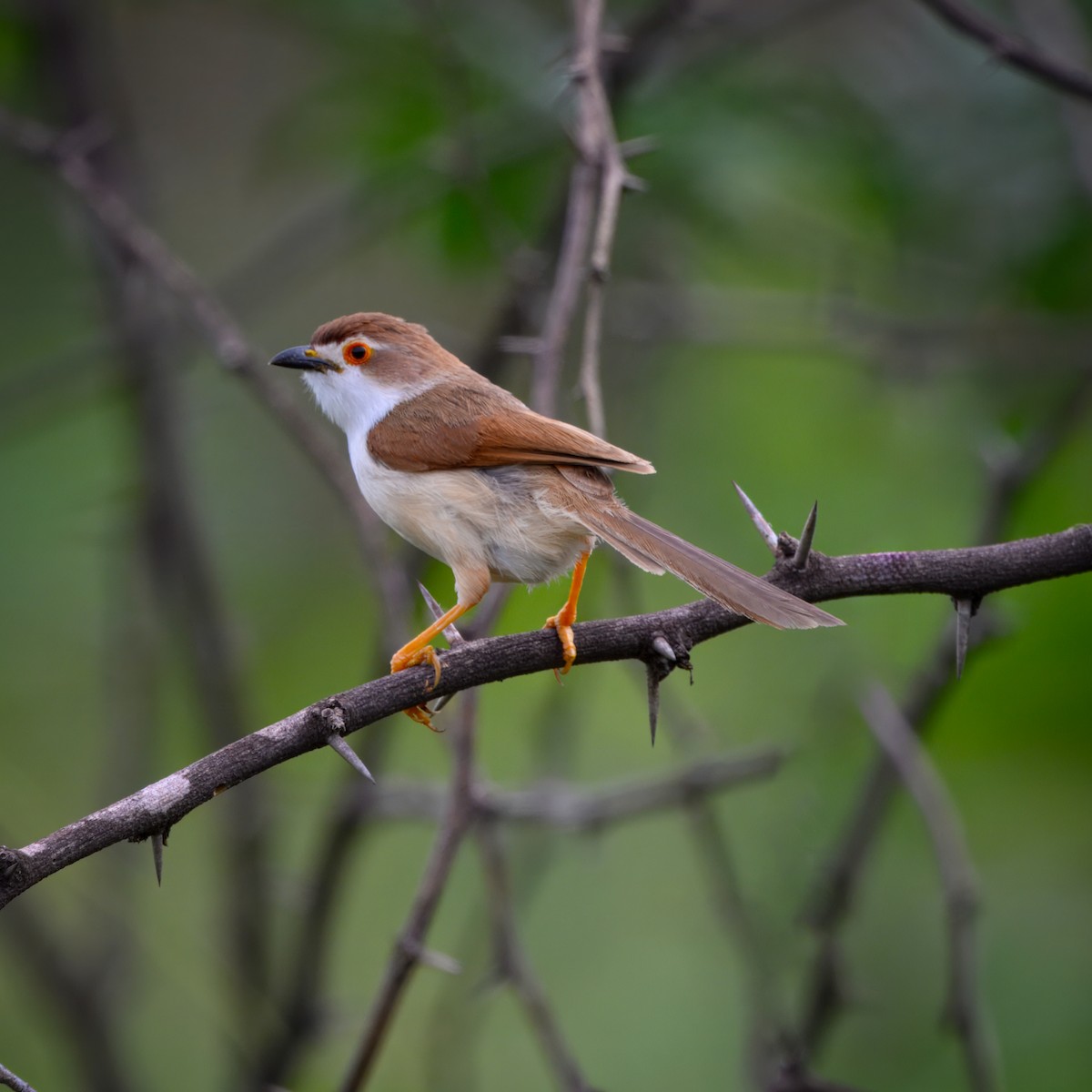 Yellow-eyed Babbler - ML638213622