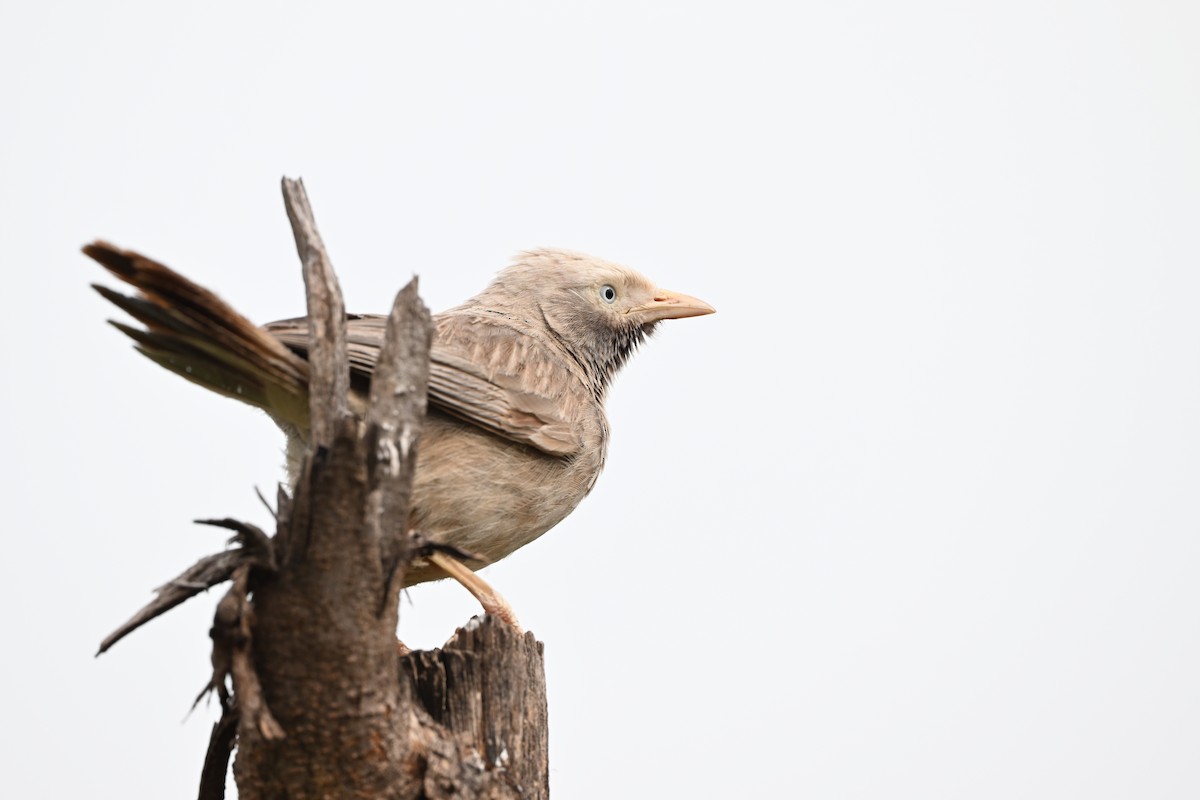 Yellow-billed Babbler - ML638213627